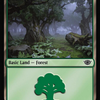 Forest (271) [The Lord of the Rings: Tales of Middle-Earth]