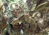 Thoughtweft Lieutenant Art Card [Lorwyn Eclipsed Art Series]